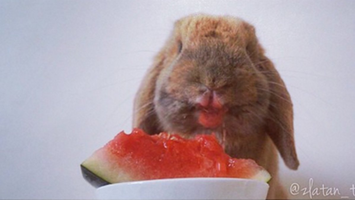 Kaninen Zlatan gillar sin melon. 